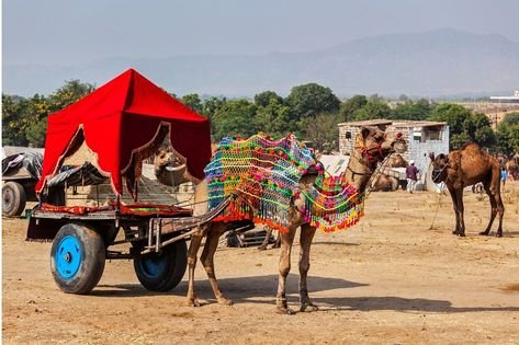 Pushkar Camel Fair 2025 by castle and king