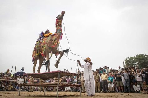 Pushkar Camel Fair (race) 2025 by castle and king