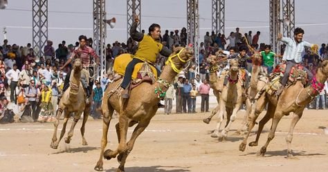 Pushkar Camel Fair (race) 2025 by castle and king