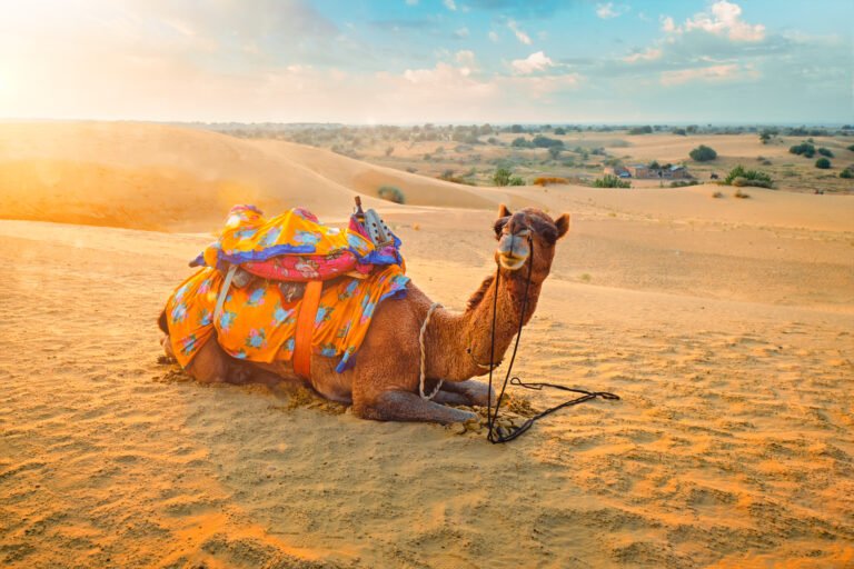 Indian camel in sand dunes of Thar desert on sunset. Jaisalmer, Rajasthan, India