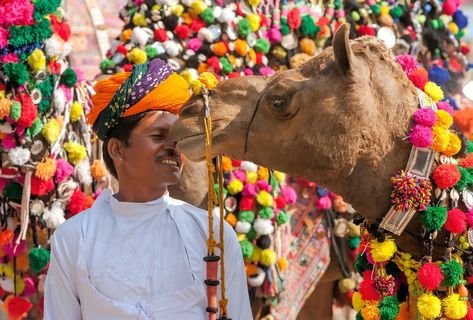 pushkar livestock by castle and king