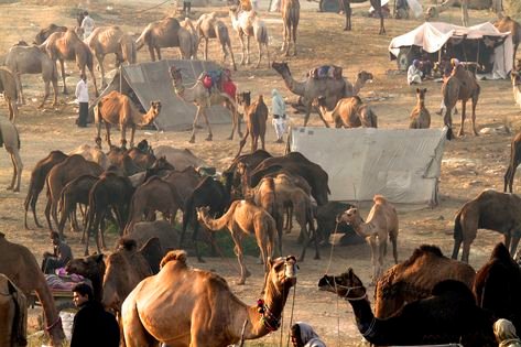 pushkar livestock traders by castle and king