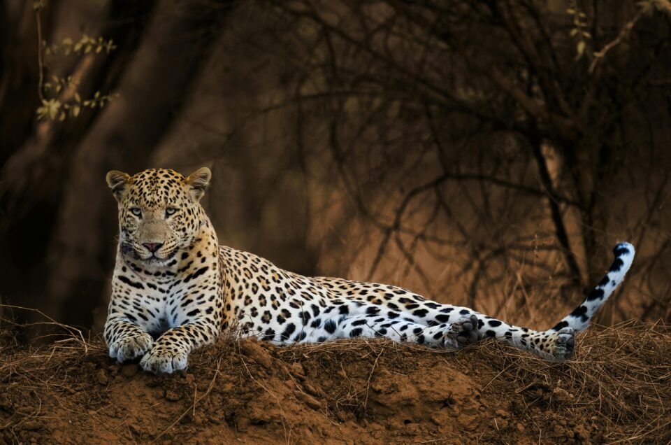 Rajasthan India Tour With Ranthambore